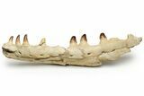 Partial Mosasaur Jaw with Seven Teeth - Morocco #225330-1